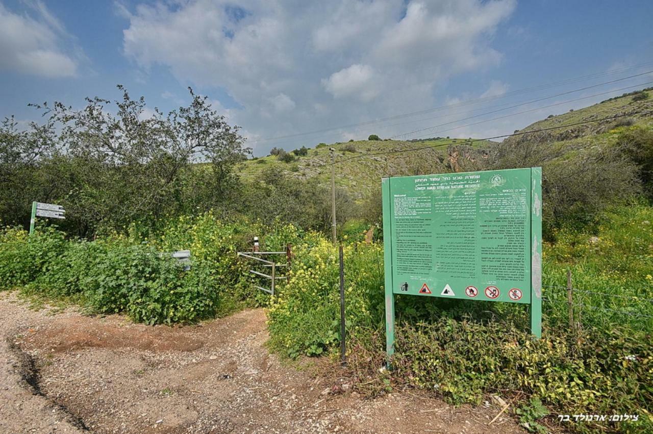 Mul Kinneret Livnim Luaran gambar